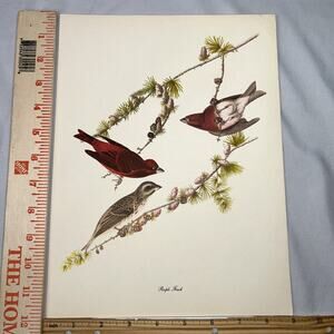 Purple Finch Book Print Roger Tory Peterson Audubon Birds of America